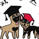 똑똑 애견유치원 이미지