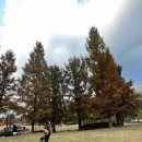 구갈레스피아 이미지