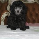 한국참피온 이미지