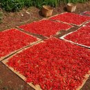 자인농협 농산물 산지유통센터 이미지