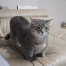 닥터캣 고양이병원 | 닥터캣고양이병원 : 5살 고양이 건강검진 신부전 초기 진단 후기, 간수치 새밀린 복용 관리