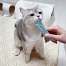 닥터캣 고양이병원 | 고양이 기침 콧물 기관지 호흡기 영양제 닥터바이 캣브레스 | 플루맥스 대신 급여해본 후기