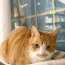 유향 | 고양이 모래 추천 에버크린 신제품 엑스트라 프레쉬 유향 탈취력 끝판왕 후기