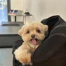 커낼로288번길 | 청라 애견동반 카페 비스코사이트 커피랩