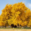 은행정농장 | [공지] 단풍 • 은행나무 명소 국내 가을 여행지 추천 원주 • 반계리 / 용문사 은행나무 문광저수지...