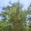 솔잎농장 이미지