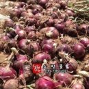 양파마켓 이미지
