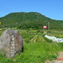 용장리 느티나무 이미지