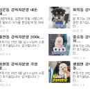 리얼펫강아지고양이분양