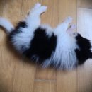 루이스24시동물병원 이미지