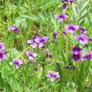 예쁜커피나무 이미지