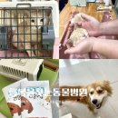 행복을찾는동물병원 이미지