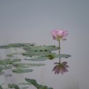 덕진-8 이미지