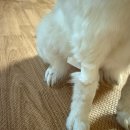 동탄시티동물의료센터 이미지