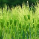 종달로가 이미지