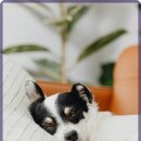 작은 친구 동물병원 이미지