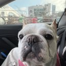 몽실펫 | 2025 케이펫페어 대전 / 주말 오픈런 후기 / 우노펫 개모차 추천🐶