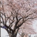 장전리 | 제주 벚꽃명소 애월읍 장전리 왕벚꽃거리 다녀온 후기