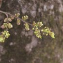 팽나무 농장 이미지