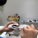 대구 고양이 미용 밀꼬냥 이미지