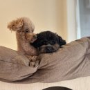 댕실댕실 이미지