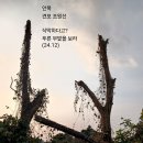 안목 이미지