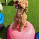 놀러오개 송파점 이미지