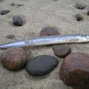 - 태평양까나리 Pacific sand lance 이미지