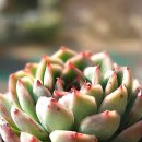 아이스펠 네이버블로그
