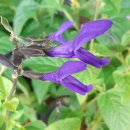 블루세이지 이미지