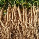 이상백농장 이미지