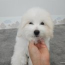 멍벤져스 이미지