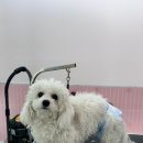 [딩굴댕굴 전체미용 후기] 봄바람처럼 가볍게 변신한 몽실이, 포슬포슬 꽃개 등장🌸