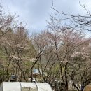 (주)눈치 | 포천 프로방스 캠핑장 벚꽃캠핑 눈치게임 실패 후기 (계곡존 자리)