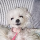 고아똥 펫그루밍 이미지