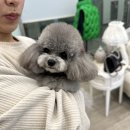 톰퍼피 강아지분양 이미지