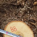 은평-088 이미지