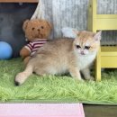 아지&냥이 이미지