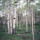 자작&white 이미지