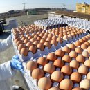 중앙유통농장 이미지