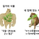 플라워천국 | 용인 남사화훼단지 에르베플라워아울렛 분갈이 후기 플랜테리어
