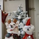 밤시(BAMSI) 이미지