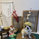 몽구네 애견유치원 이미지