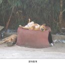 개판 이미지