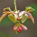 타마린드 이미지