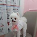 쁘띠애견미용실 이미지