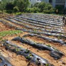 김승환 농장 이미지