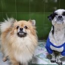25시 종합동물병원 이미지