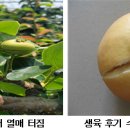 저온 피해 본 배 열매터짐 주의 ☞ 사과는 잎 관리 집중 이미지