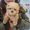 도그송 강아지분양 인천 송도점 이미지